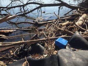 Litter on the Potomac